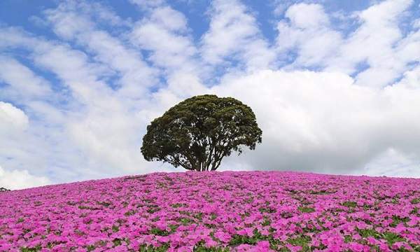 夏日粉嫩絕景 桃色吐息 放暑假一起去追逐粉紅色的花海吧