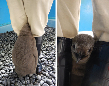 《企鵝寶寶塞腿間》將飼育員當成自己的把拔馬麻了♥