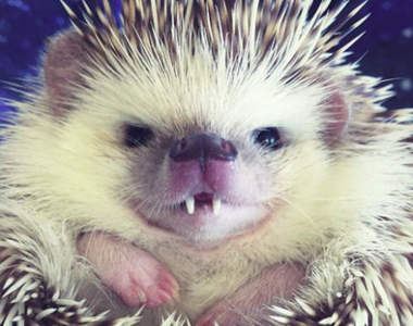 《吸血鬼刺蝟》兩顆尖尖小虎牙魅力無法擋♥