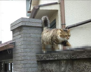 《走在尖刺上的貓》原來踏上荊棘之路是為了這個浪漫日常(〃∀〃)