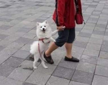 《奇妙的遛狗景象》大家比較喜歡遛狗還是被狗遛呢？（咦）