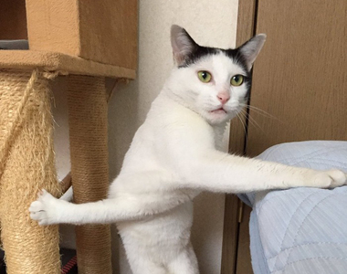 推特狂轉《爪子勾在貓抓塔與床單的貓咪》網友嗅到了完美素材的味道ww