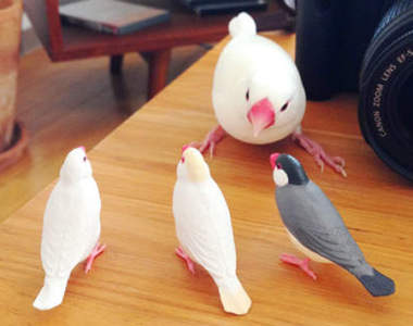 《暴怒文鳥》看到同為文鳥的轉蛋模型竟然暴跳如雷