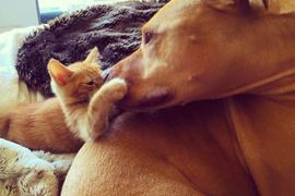 《狗貓家人Bubba&Rue》像兄妹又像父女的大狗與小貓