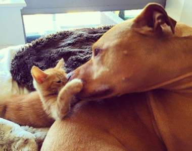 《狗貓家人Bubba&Rue》像兄妹又像父女的大狗與小貓