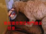 《無法從狗門穿過去的狗》最後用一招闖關成功 《無法從狗門穿過去的狗》最後用一招闖關成功
