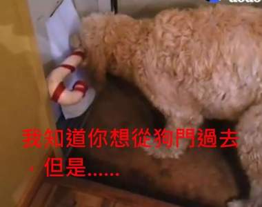 《無法從狗門穿過去的狗》最後用一招闖關成功