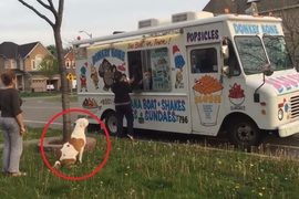 《會排隊買冰淇淋的狗》叭噗叭噗～賀甲欸叭噗