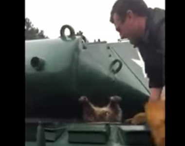 《卡在坦克上的浣熊》到底是怎麼卡進這麼小的洞O_o