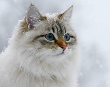 熱愛游泳喵星人《精靈美貓Flora》穿梭山林間宛如童話繪本♥