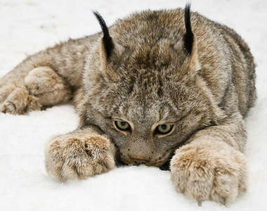 《加拿大猞猁》大貓的寬厚腳掌肉球天生自帶雪靴喔♥