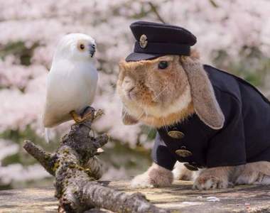 《最時尚垂耳兔》來見見全世界最會穿衣服的兔子吧