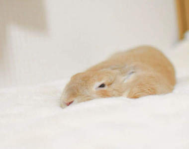 《與毛毯合為一體的融化兔兔》都分不清楚誰是毯子誰是兔子了(?)