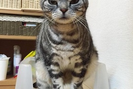 《貓咪的便便魅力》工事中（？）的喵星人也有跟平常不一樣的可愛♡