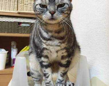 《貓咪的便便魅力》工事中（？）的喵星人也有跟平常不一樣的可愛♡