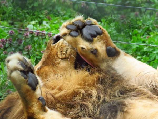 《動物的前腳》難以抵擋的毛茸茸魅力 - 圖片8 《動物的前腳》難以抵擋的毛茸茸魅力 - 圖片8