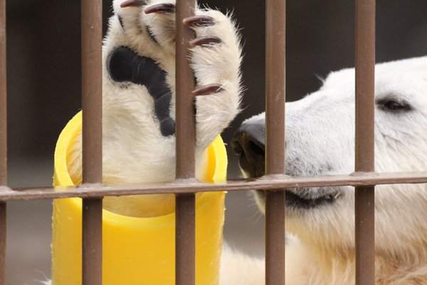 《動物的前腳》難以抵擋的毛茸茸魅力 - 圖片14 《動物的前腳》難以抵擋的毛茸茸魅力 - 圖片14