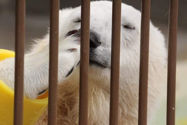 《動物的前腳》難以抵擋的毛茸茸魅力 - 圖片16 《動物的前腳》難以抵擋的毛茸茸魅力 - 圖片16