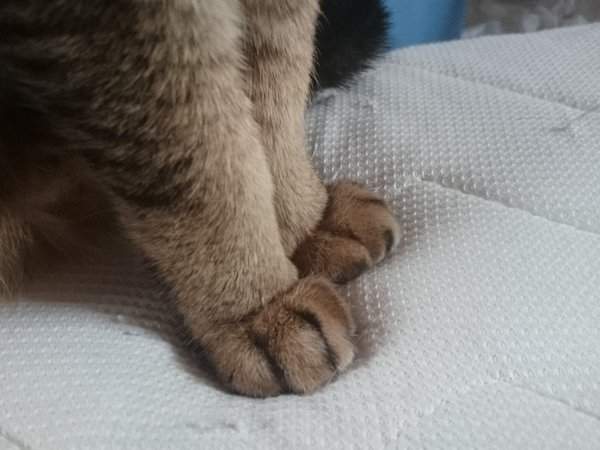 《動物的前腳》難以抵擋的毛茸茸魅力 - 圖片2 《動物的前腳》難以抵擋的毛茸茸魅力 - 圖片2