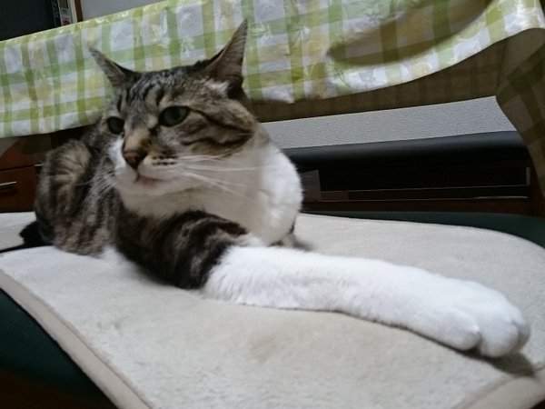 《動物的前腳》難以抵擋的毛茸茸魅力 - 圖片3 《動物的前腳》難以抵擋的毛茸茸魅力 - 圖片3