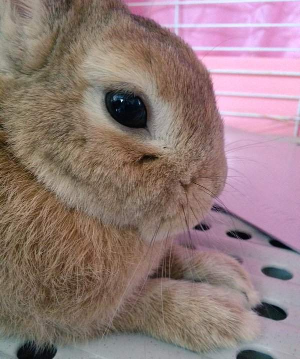 《動物的前腳》難以抵擋的毛茸茸魅力 - 圖片13 《動物的前腳》難以抵擋的毛茸茸魅力 - 圖片13