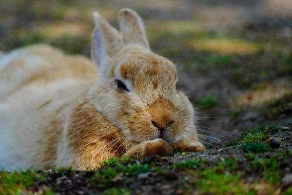 《動物的前腳》難以抵擋的毛茸茸魅力 - 圖片12 《動物的前腳》難以抵擋的毛茸茸魅力 - 圖片12