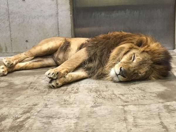 《動物的前腳》難以抵擋的毛茸茸魅力 - 圖片5 《動物的前腳》難以抵擋的毛茸茸魅力 - 圖片5