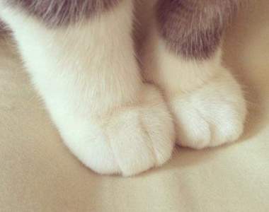 《動物的前腳》難以抵擋的毛茸茸魅力