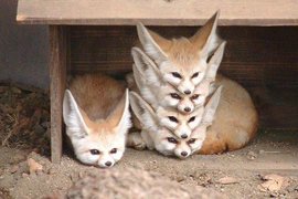 《弱過頭的動物演化》結果就是往可愛路線演化去了? 《弱過頭的動物演化》結果就是往可愛路線演化去了?
