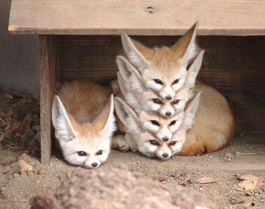 《弱過頭的動物演化》結果就是往可愛路線演化去了?