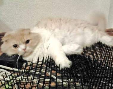 《驅貓墊真的有用嗎？》對貓咪來說可能就像穴道按摩一樣舒爽...