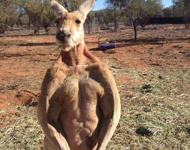 2015年《宅宅十大動物新聞》大自然造物處處是萌點