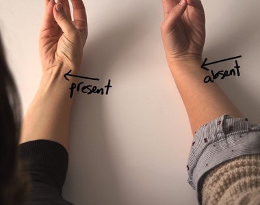 《人類進化論》15%的人手上沒有這條肌肉？