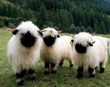 《黑鼻羊》深沉不見五官的面孔　該說是可愛還是恐怖呢...