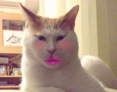 《寵物玩自拍app的結果》買尬你哪位啊wwww（崩潰）