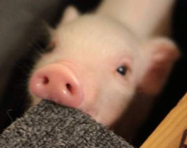 不是食物哦《超可愛小豬豬的傻萌日常》被有愛主人呵護的豬豬最幸福啦♥