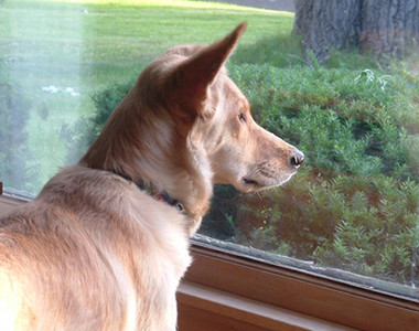 《每天凝望著對面的狗》原來他陷入了悲劇戀情當中...