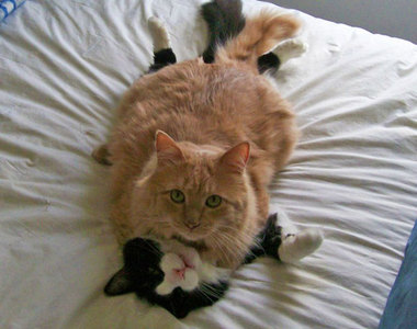 《貓咪也要過情人節》可惡被動物閃瞎了無法生氣啊－（？）