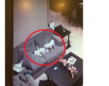 《寵物的秘密生活》原來主人不在時寵物都在演激情的......O///O