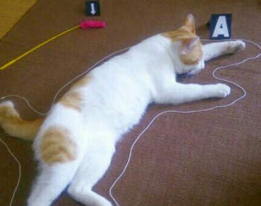 推特《殺喵事件》案發現場　真相永遠只有一個...！ 