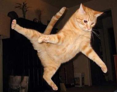 忍者貓傳授《10種可愛貓忍術》示範成為最萌喵上忍的必備技能給你看