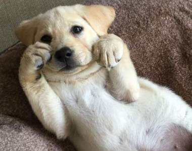 《讓人目不轉睛的毛小孩畫面》永遠都看不膩的畫面在這啦～