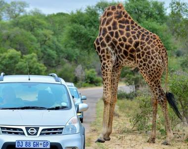 「腦袋不正常」的動物們 嗯～腦袋根本不見了？！