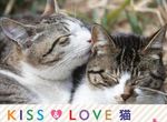 2017最萌的貓咪桌曆《KISS & LOVE 貓》被喵星人閃瞎也甘願了 2017最萌的貓咪桌曆《KISS & LOVE 貓》被喵星人閃瞎也甘願了