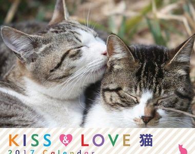 2017最萌的貓咪桌曆《KISS & LOVE 貓》被喵星人閃瞎也甘願了