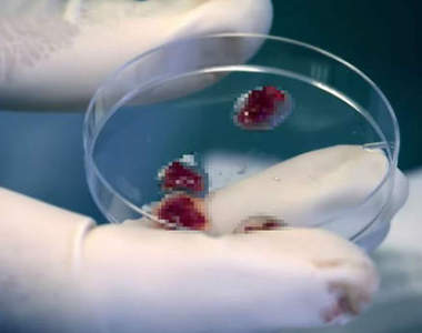 閱覽注意《用人肉做漢堡》這份人肉漢堡還要實驗者自己吃下......