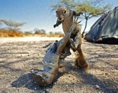 《其實很危險的10種動物》可愛動物區偶爾也會變危險猛獸區