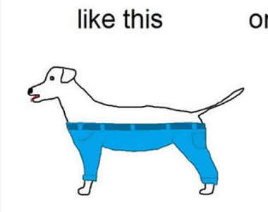 《狗狗該怎麼穿褲子?》如此無厘頭的問題還真有了答案...