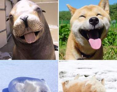 最萌相似顏《海豹海獅其實是狗》沒有血緣卻有相同的萌基因～