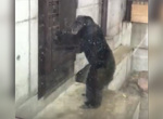 日本德島動物園裡《狂敲門的黑猩猩》我知道你在裡面~快出來(猛敲) 日本德島動物園裡《狂敲門的黑猩猩》我知道你在裡面~快出來(猛敲)